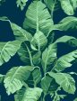 Pacifico Palm  Wallpaper by Nathan Turner - Green on Indigo Online Sale